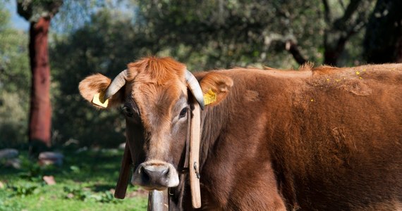 Władze prowincji Reggio Calabria na południu Włoch zdecydowały, że zostaną zabite tak zwane święte krowy mafii. To zwierzęta należące niegdyś do tamtejszych bossów kalabryjskich klanów mafijnych, włóczące się po okolicach i stanowiące duże zagrożenie.
