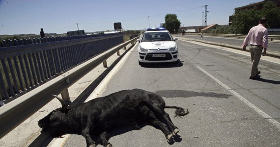 11 osób zostało poranionych przez rozwścieczonego byka, który uciekł z areny w mieście Talavera de la Reina w środkowej Hiszpanii. Zwierzę zostało zastrzelone.