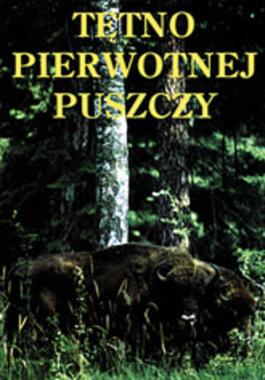 Tętno pierwotnej puszczy