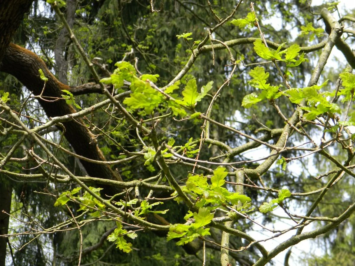 Podpalony w listopadzie ubiegłego roku Dąb Chrobry jest w połowie martwy. Uschły dwa z czterech konarów blisko 30 metrowego pomnika przyrody. Na dwóch pozostałych są liście, ale nie ma pewności czy ta część też nie uschnie. 