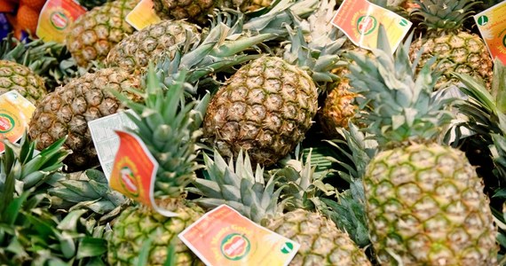 Hiszpańska policja skonfiskowała 200 kilogramów kokainy ukrytej w kontenerach z ananasami pochodzącymi z Ameryki Środkowej. Do przejęcia doszło w porcie Algeciras na południu Hiszpanii.