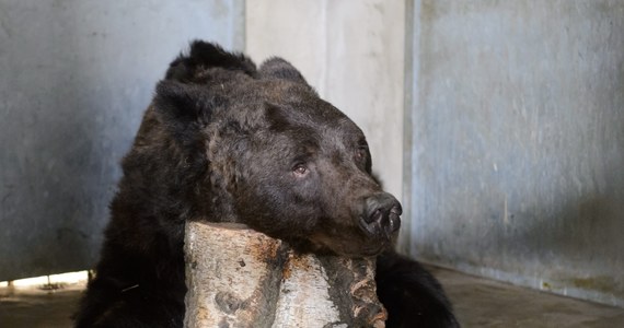 Popularny szlak turystyczny w Tatrach przez Dolinę Jaworzynki do Przełęczy między Kopami został zamknięty do odwołania – informuje Tatrzański Park Narodowy (TPN). Przy szlaku znaleziono sparaliżowanego niedźwiedzia.