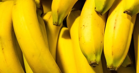 Nie mamy nowej odmiany - tak naukowcy odpowiadają na pytania o to, czy uda się znaleźć następcę uprawianych dziś bananowców. Ten nowy rodzaj może wkrótce okazać się bardzo potrzebny, bo - jak alarmuje ONZ - coraz szybciej rozprzestrzenia się odmiana grzyba, która niszczy uprawy tego najpopularniejszego na świecie owocu. 