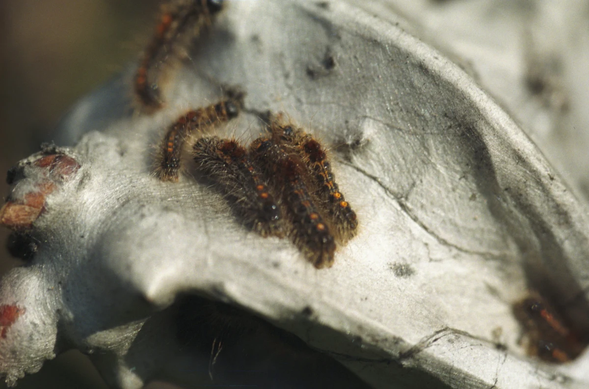 Gąsienice zjadły całą roślinność w wiosce pod Mołodecznem w obwodzie mińskim Białorusi. „Stuletni dąb przeżył dwie wojny światowe, ale okazał się bezradny wobec pełzającego szkodnika” – poinformowała telewizja ONT.