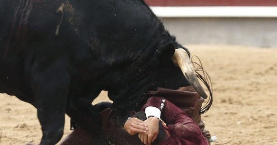 Poważny wypadek podczas corridy w Hiszpanii. Matador został poważnie ranny po tym, jak byk trafił go w jądro.
