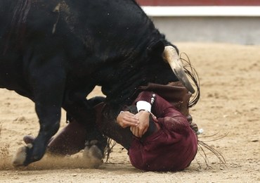 Krwawa corrida. Byk rozerwał jądro torreadorowi