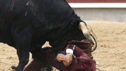 Krwawa corrida. Byk rozerwał jądro torreadorowi