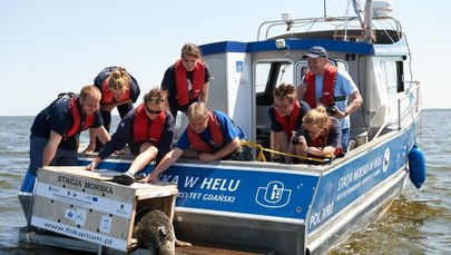 Trzy foki wypuszczono do Bałtyku