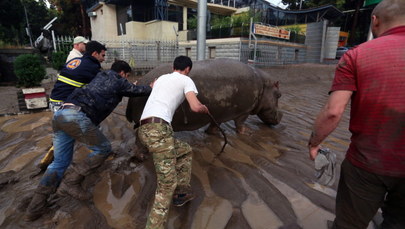 Powódź w Tbilisi. Z zoo uciekły zwierzęta