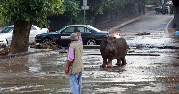 12 osób zginęło, 10 jest poszukiwanych – to najnowszy bilans powodzi, do której doszło w nocy z soboty na niedzielę w stolicy Gruzji Tbilisi. Trwają poszukiwania groźnych drapieżników, które podczas powodzi uciekły z zoo.
