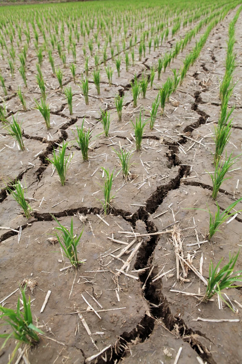 Korei Północnej grozi klęska głodu. Wszystko przez najgorszą od stu lat suszę. Pola ryżowe w całym kraju wysychają - alarmuje państwowa agencja KCNA.