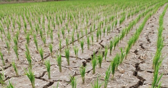 Korei Północnej grozi klęska głodu. Wszystko przez najgorszą od stu lat suszę. Pola ryżowe w całym kraju wysychają - alarmuje państwowa agencja KCNA.