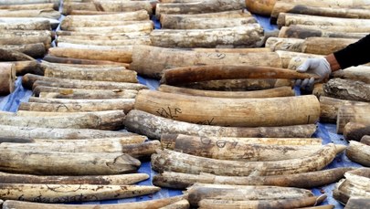 Tonę kości słoniowej zniszczono w Nowym Jorku