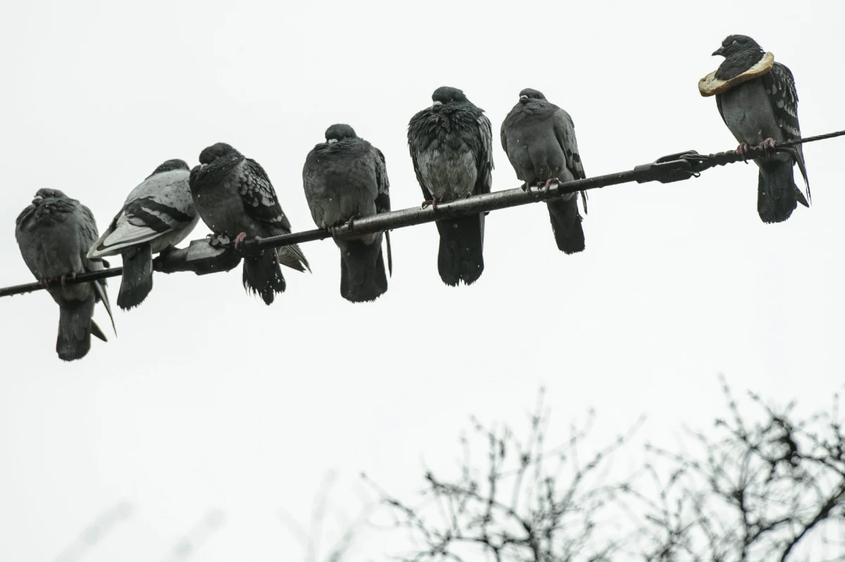 Pilotom linii lotniczych lecącym przez portugalską przestrzeń powietrzną zalecono zachowanie podczas tego weekendu szczególnej ostrożności w związku z... wyścigiem gołębi pocztowych. Uczestniczy w nim 70 tysięcy tych ptaków.