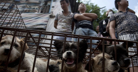 Kilkaset psów i kotów wykupiła z rąk handlarzy chińska miłośniczka zwierząt. Zwierzęta miały zostać zabite czasie kontrowersyjnego festiwalu psiego mięsa w Yulinie w południowych Chinach.