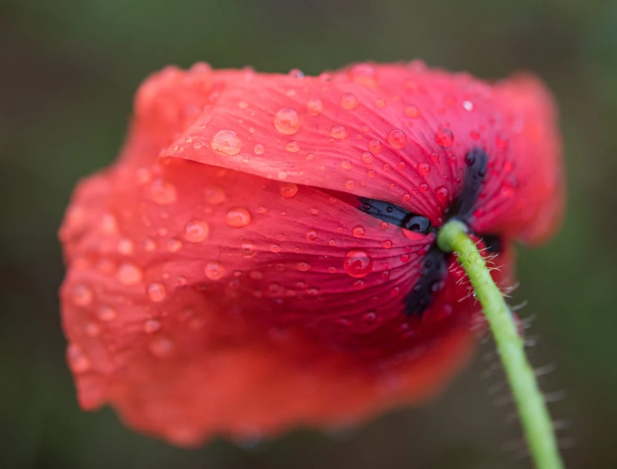 Zarówno dzisiaj, jak w ciągu najbliższych kilku dni, temperatura będzie utrzymywać się na podobnym poziomie. Nie mamy co liczyć na upały. Na termometrach zobaczymy maksymalnie 23 stopnie Celsjusza. Oto najnowsza prognoza pogody!