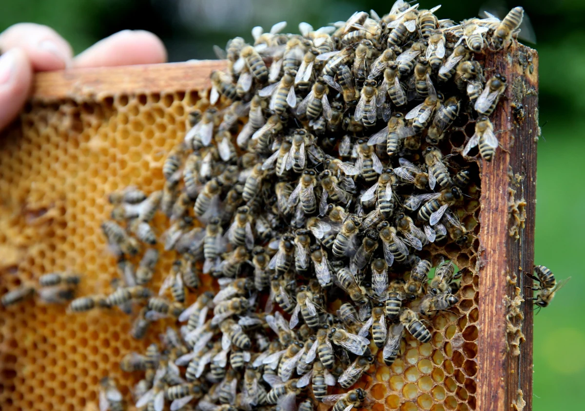 Centrum  brytyjskiego Leeds zostało sparaliżowane przez pszczoły. Owady znalazły schronienie w powieszonych na latarniach koszach z kwiatami. Z uwag na potencjalne zagrożenie dla mieszkańców, do akcji musieli wkroczyć pszczelarze. 
