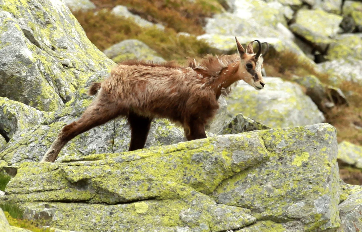 1107 kozic, w tym 104 młode, naliczyli w Tatrach przyrodnicy z Tatrzańskiego Parku Narodowego oraz bliźniaczego parku na Słowacji. To o ponad sto mniej niż w analogicznym okresie ubiegłego roku. Tylko po polskiej stronie Tatr naliczono 284 kozice. 