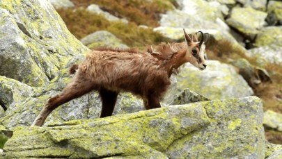W Tatrach kozic coraz mniej