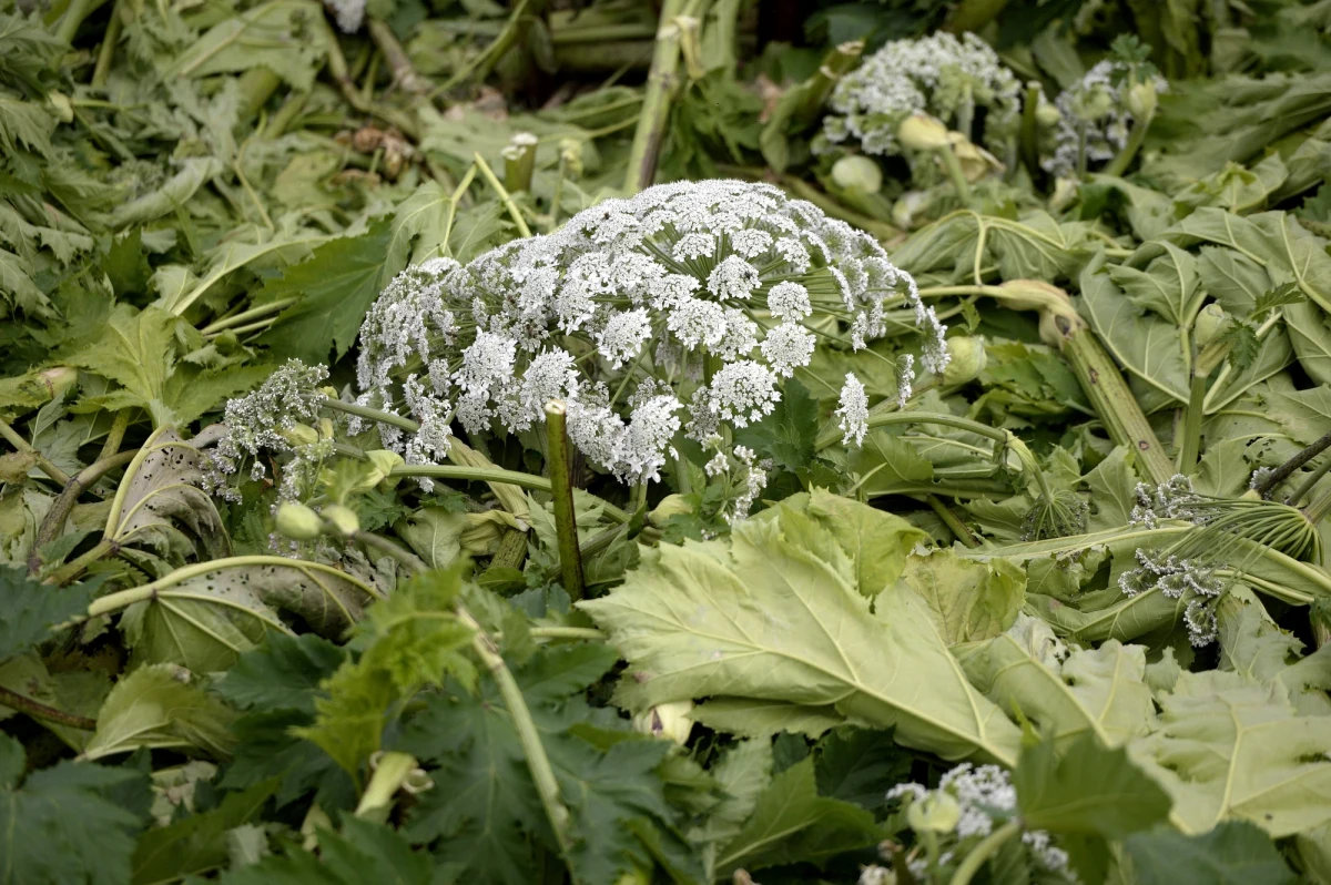 W siemianowickiej oparzeniówce zmarła 67-letnia kobieta poparzona barszczem Sosnowskiego. Pod opiekę lekarzy trafiła 8 czerwca z Jeleniej Góry, miała też inne schorzenia. Po poparzeniu jej stan się gwałtownie pogorszył. 