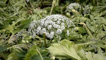 Barszcz Sosnowskiego poparzył kobietę. Zmarła w szpitalu