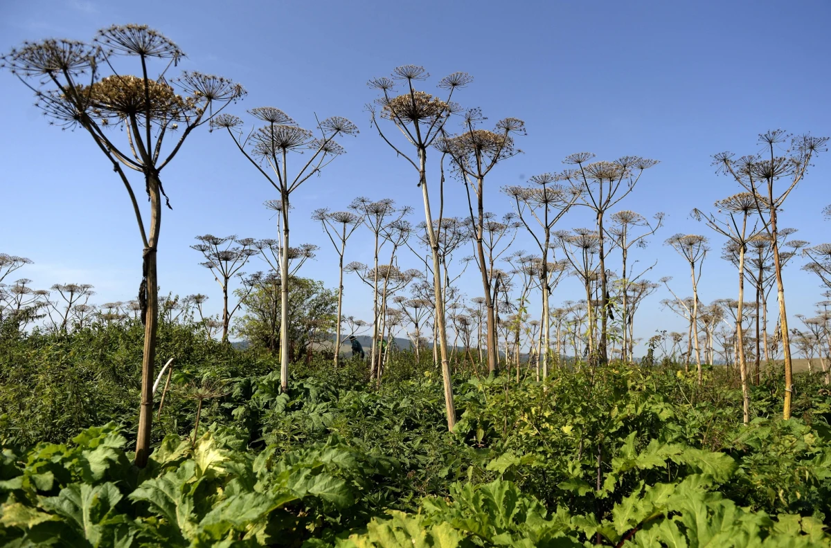 Straż pożarna i lekarze ostrzegają przed groźnym barszczem Sosnowskiego - trującą rośliną, która może powodować oparzenia drugiego stopnia. Warto sprawdzić, gdzie rośnie toksyczna roślina. Specjalną mapę można zobaczyć na stronie barszcz.edu.pl.