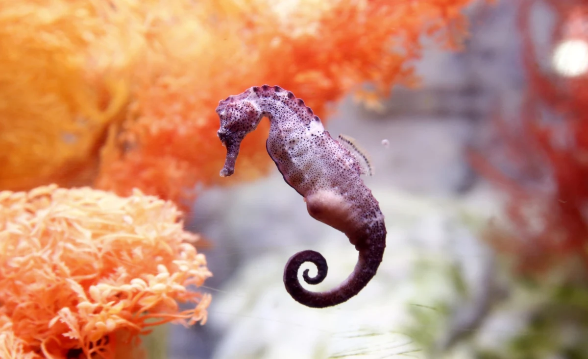 Odpowiedź na tak postawione pytanie jest zaskakująco prosta. Po to, by skuteczniej chwytać się morskich roślin. Potwierdziły to badania międzynarodowego zespołu naukowców, których wyniki publikuje w najnowszym numerze czasopismo "Science". To rozwiązanie rzadko spotykane w świecie zwierząt, większość z nich ma ogony owalne w przekroju lub cylindryczne. Konik jednak wymyślił to wyjątkowo sprytnie.