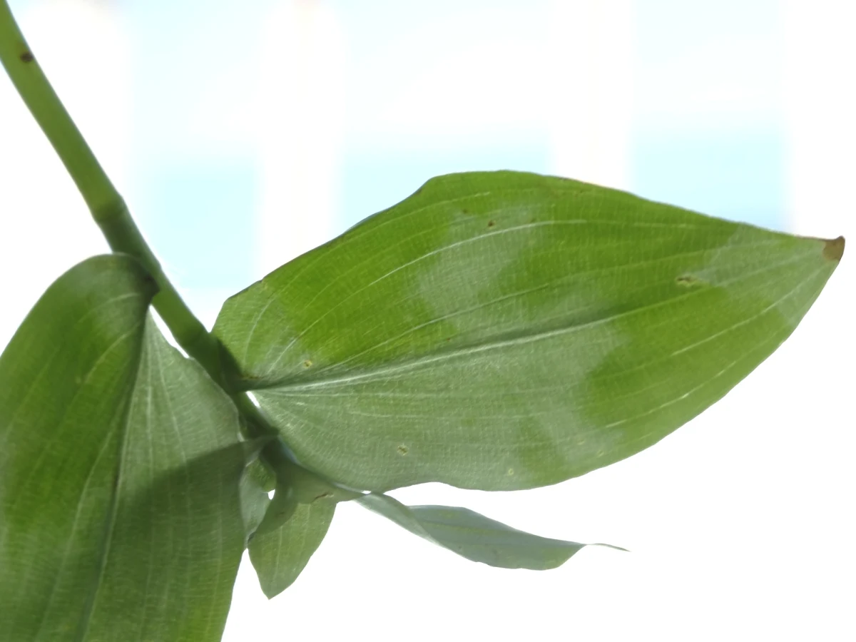 W taki upał i spiekotę cierpią i ludzie i zwierzęta i rośliny. O ile jednak zwierzęta i ludzie mogą szukać ulgi w cieniu, rośliny nigdzie nie mogą się przenieść i zwykle muszą wytrzymać w słońcu przez cały dzień. Doskwiera im wtedy nie tylko brak wody. Jak się jednak okazuje, rośliny wykształciły bardzo sprawny system ochrony przed skutkami "poparzeń" słonecznych. Tak skuteczny, że i ludzie i zwierzęta też chętnie, często nieświadomie, z niego korzystają. Opowiada o tym w rozmowie z RMF FM, Paweł Jedynak z Zakładu Fizjologii i Biochemii Roślin na Wydziale Biochemii, Biofizyki i Biotechnologii Uniwersytetu Jagiellońskiego.