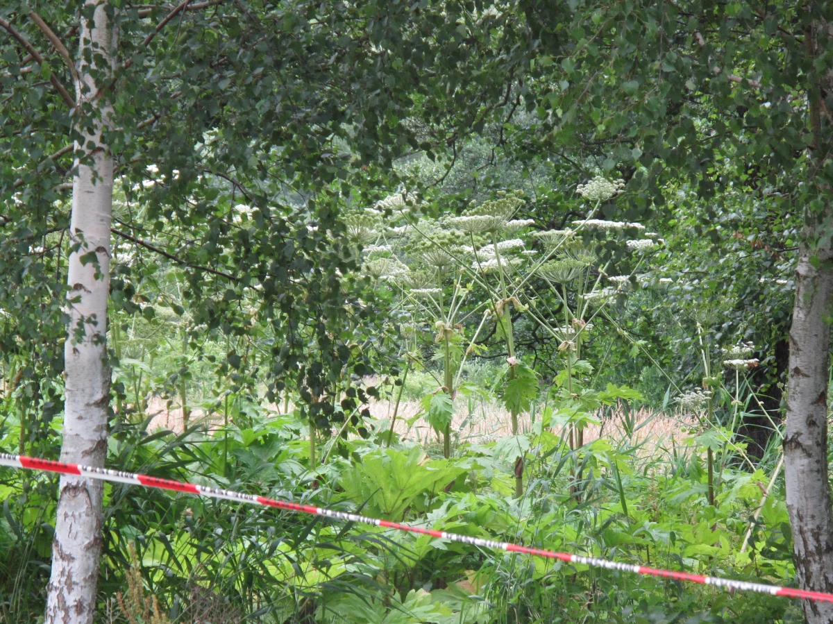 Już czwarte miejsce, gdzie rośnie niebezpieczny barszcz Sosnowskiego, namierzyli strażnicy miejscy w Poznaniu. Tym razem roślina pojawiła się w pobliżu osiedla Jana III Sobieskiego w dzielnicy Piątkowo. Barszcz Sosnowskiego ma działania toksyczne i alergizujące. Sprawdź, co musisz wiedzieć na jego temat.