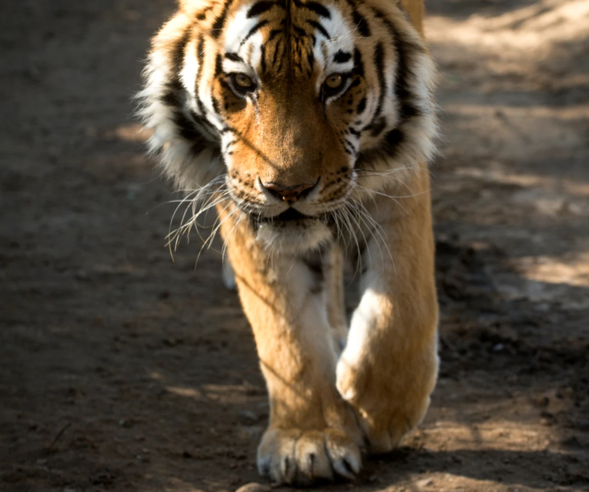 Dramat w Chinach. W zoo na terenie rezerwatu Bifeng Gorge dwulatek stracił rękę po tym, jak zaatakował go tygrys. Dziecko trafiło do szpitala, ale lekarzom nie udało się uratować kończyny.