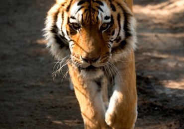Tragedia w zoo. Tygrys odgryzł dziecku rękę
