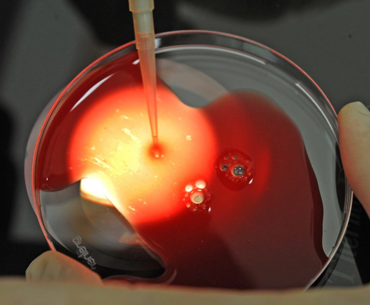 Za odrzuceniem ustawy o in vitro opowiedziała się w czwartek senacka komisja zdrowia, przyjmując najdalej idący wniosek spośród zgłoszonych podczas debaty. W związku z tym komisja nie rozpatrywała poprawek zgłoszonych do ustawy. W piątek Senat będzie głosował ws. ustawy o in vitro. Marszałek Borusewicz jest przekonany, że senatorowie ustawę przyjmą.