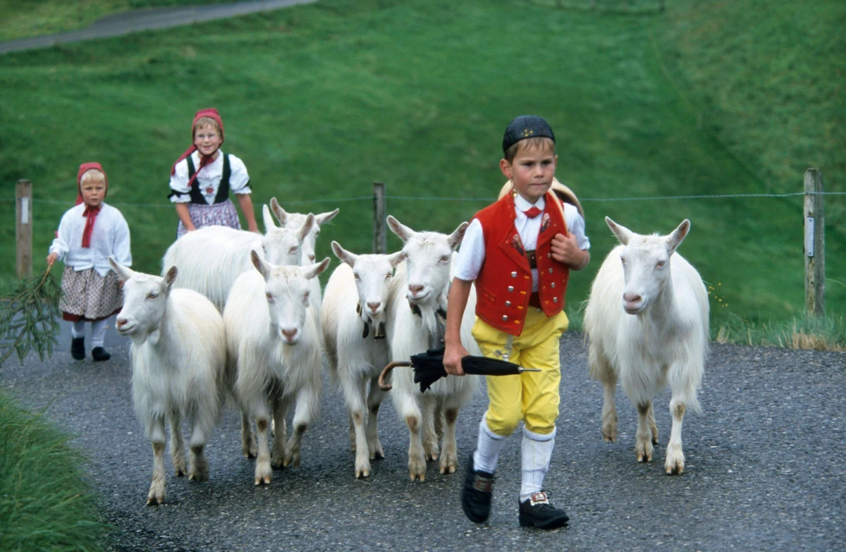 Władze w Bernie wypłaciły w ramach odszkodowań ponad 4,5 mln franków szwajcarskich setkom osób, które jako dzieci były odbierane rodzicom i wysyłane do pracy na farmach w Szwajcarii.