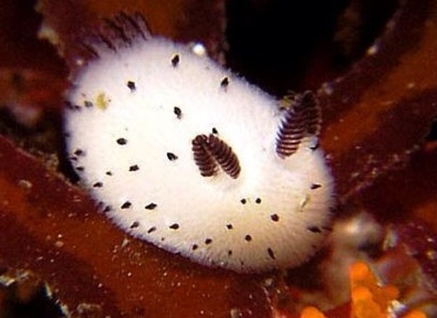 Te małe, urocze stworzenia to żyjące na dnie oceanu... ślimaki. Swoim wyglądem zupełnie nie przypominają ślimaków jakie znamy z naszego polskiego "podwórka".