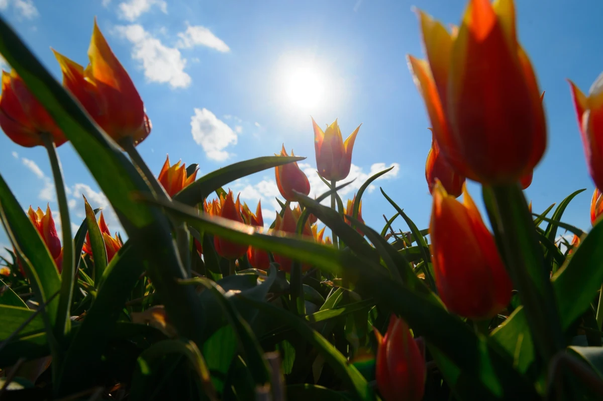 Rosja zapowiada embargo na holenderskie kwiaty i żąda pilnych konsultacji z Unią Europejską. Rosyjskie służby fitosanitarne, które jak zawsze działają zgodnie z aktualną linią Kremla, wykryły niebezpieczne szkodniki w holenderskich roślinach.
