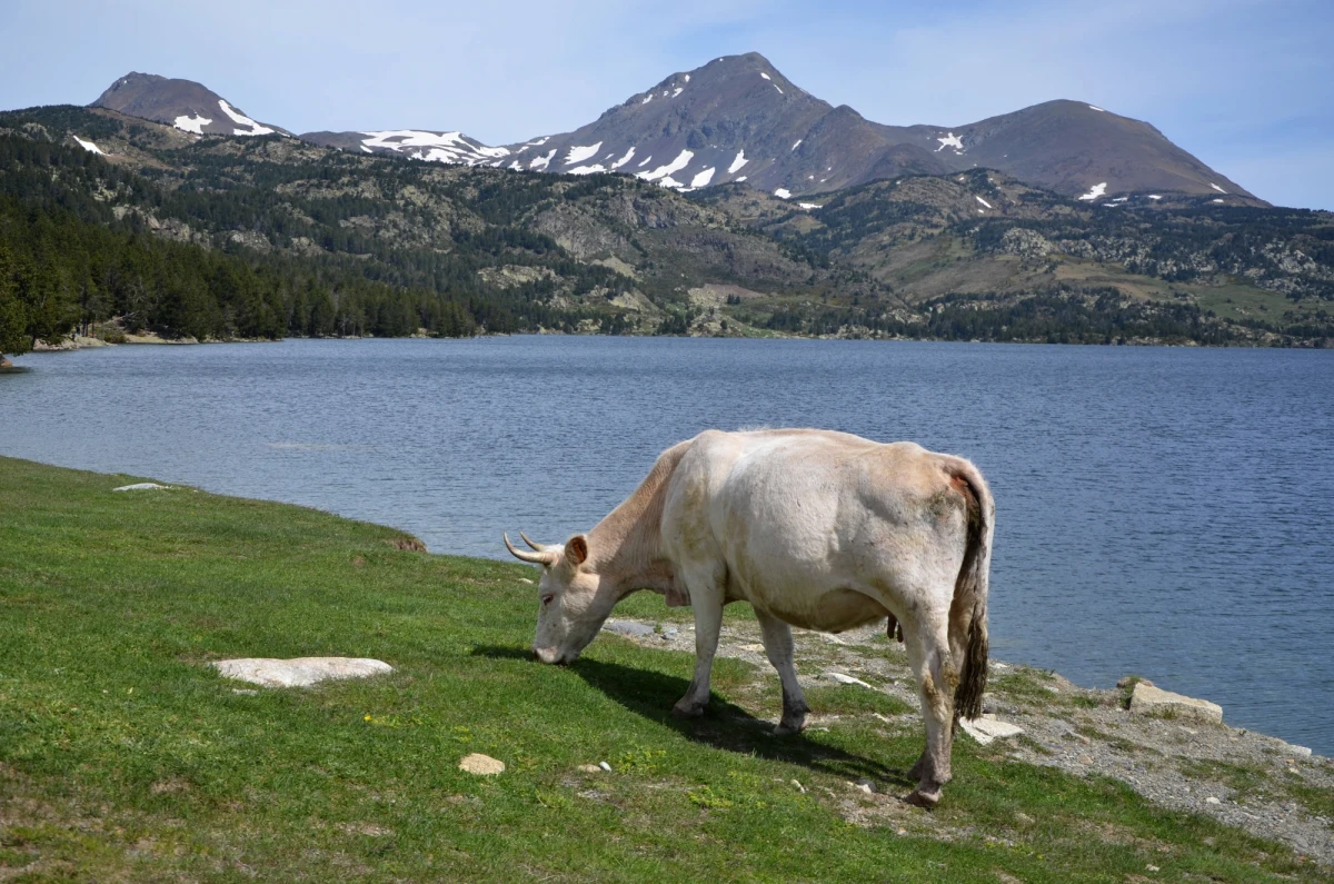 Z powodu suszy wybuchła szwajcarsko-francuska „wojna o wodę” – alarmują nadsekwańskie media. Władze w Paryżu protestują przeciwko kradzieżom wody przez szwajcarską armię, która wysłała w tym celu wojskowe helikoptery w rejon jeziora we francuskim departamencie Jura. W specjalnym komunikacie szef sztabu szwajcarskich sił zbrojnych przeprasza i przyznaje, że chodziło o nielegalne akcje.