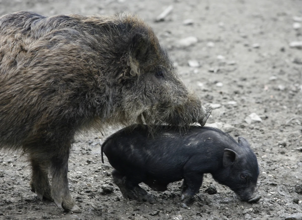 Locha dzika zaatakowała dwóch chłopców w Wysokiej Głogowskiej koło Rzeszowa. 5- i 9-latek zdołali uciec. Mają niegroźne rany.