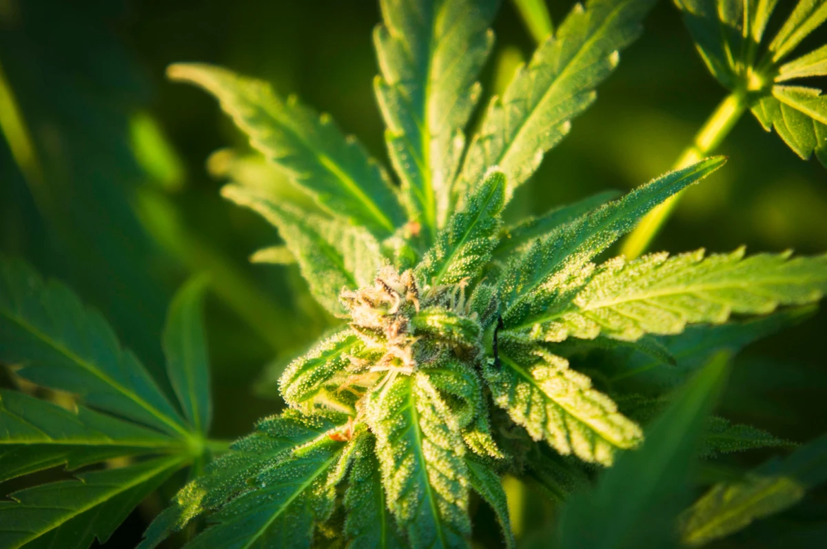 W ramach importu docelowego można sprowadzać dla polskich pacjentów leki na bazie marihuany. Powinny być one jednak stosowane wyłącznie pod kontrolą lekarza i jedynie w postaci aptecznej - poinformował resort zdrowia.