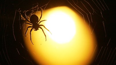 Wielki pająk znaleziony w supermarkecie