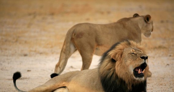 Po zabiciu najbardziej znanego lwa w Zimbabwe o imieniu Cecil, linie lotnicze wprowadzają zakaz przewozu trofeów myśliwskich. Wczoraj przepis taki wprowadziła amerykańska Delta - podaje "New York Times".