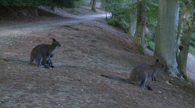 Okolice miejscowości Rambouillet zamieszkuje niewielka populacja kangurów rdzawoszyich, których przodkowie uciekli w latach 70. ubiegłego wieku z ogrodu zoologicznego. Zwierzęta szybko odnalazły się w lokalnym ekosystemie, w którym, prócz samochodów, nie mają naturalnych wrogów.

