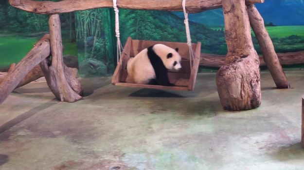 Urocze wideo przedstawia małą pandę, mieszkankę Taipei Zoo na Tajwanie. Zwierzę świetnie się bawi, robiąc fikołki, skacząc i spadając z huśtawki. Wygłupy pandy wprawiły w zachwyt obserwujących ją gapiów. Zobaczcie sami!  