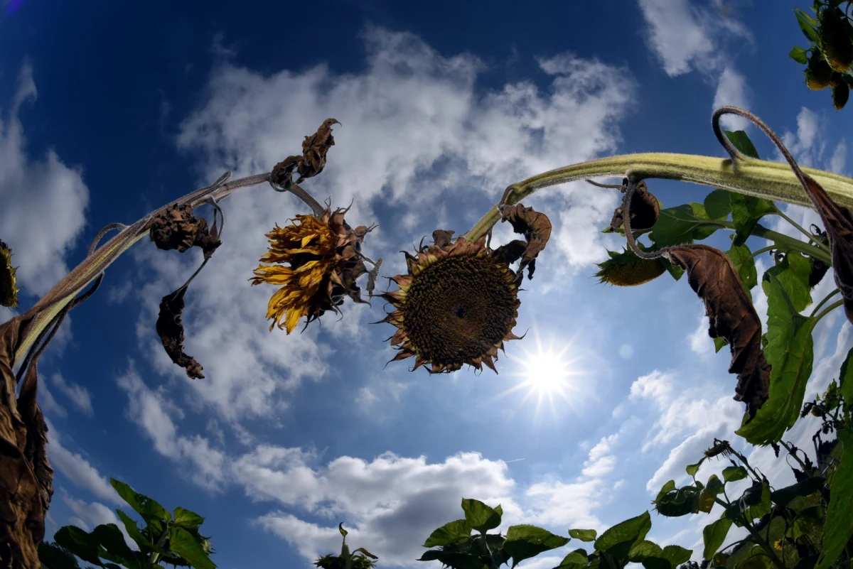 Padnie rekord temperatur? Sobota ma być najgorętszym dniem w tym sezonie. Na termometrach zobaczymy nawet do 37-38 st. Celsjusza. Tak gorąco ma być we Wrocławiu, Zielonej Górze oraz w Poznaniu. Synoptycy ostrzegają, że do upałów dołączą też burze, lokalnie gwałtowne oraz połączone z gradobiciami, ulewami i wichurami. Niestety, w niedzielę nie odpoczniemy od lejącego się z nieba żaru. Termometry wskażą na wschodzie kraju nawet do 36 stopni Celsjusza. Będzie też niespokojnie. Miejscami mocno zagrzmi, popada i powieje. 