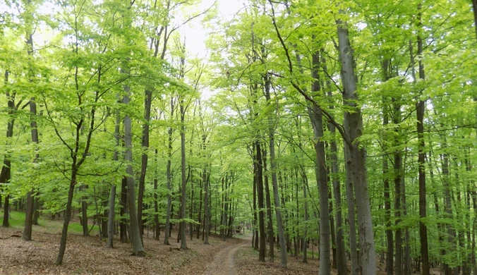 Jest decyzja TSUE w sprawie polskich lasów 