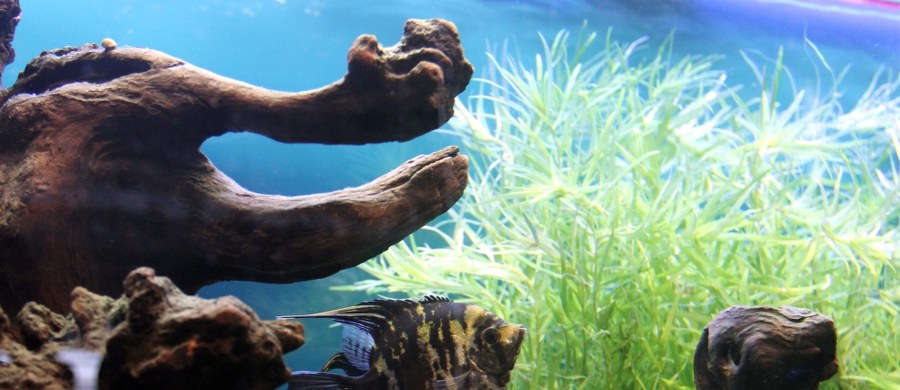 Belgijskie władze ostrzegają przed sztucznie barwionymi rybkami akwariowymi. Ich sprzedaż jest nielegalna na terenie Unii Europejskiej, a mimo to handel nimi jest bardzo popularny. Można je dostać także w Polsce. 