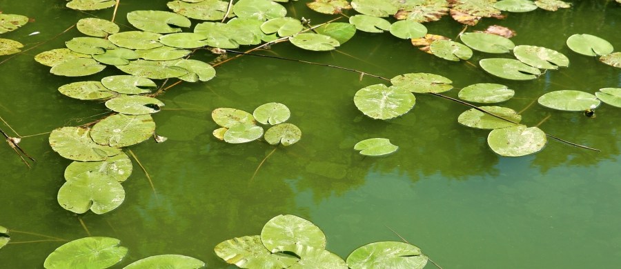 Około 20 kąpielisk, głównie w Trójmieście i na półwyspie Helskim zamknięto z powodu zakwitu sinic. Od strony Zatok Gdańskiej i Puckiej nie można się kąpać od Rewy po Gdańsk Sobieszewo oraz w Juracie, Jastarni i w Kuźnicy na Półwyspie Helskim. Sinice mogą się utrzymać do najbliższego poniedziałku.