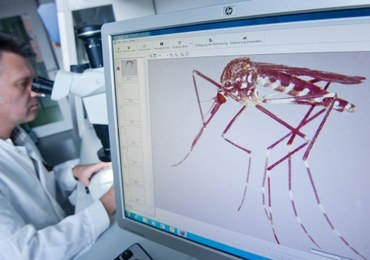 Komary tygrysie w Belgii. Zaleca się likwidację oczek wodnych