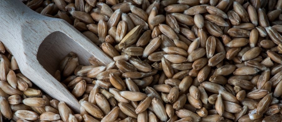 Sensacyjne odkrycie archeologiczne w Owerni! W czasie wykopalisk naukowcy natrafili tam na największy we Francji kompleks aż ponad tysiąca spichlerzy z epoki galijskiej, których twórcy wynaleźli metodę „próżniowego” przechowywania żywności.