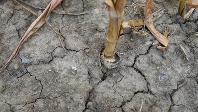 Pół miliarda złotych strat w rolnictwie z powodu suszy