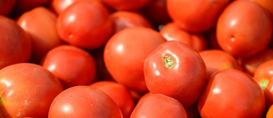 Pomidory są najsmaczniejsze, gdy zrywamy je prosto z krzaka. To oczywiste. Jednak w większości przypadków musimy kupować je w sklepie. Naukowcy z University of Florida odkryli sposób, jak sprawić, by pomidory zachowały smak i aromat także na sklepowej półce. Okazuje się, że w tym celu trzeba je po zerwaniu z krzaka zanurzyć na chwilę w gorącej wodzie. Wytłumaczenie tego efektu zaprezentowano dziś podczas zjazdu American Chemical Society (ACS) w Bostonie.